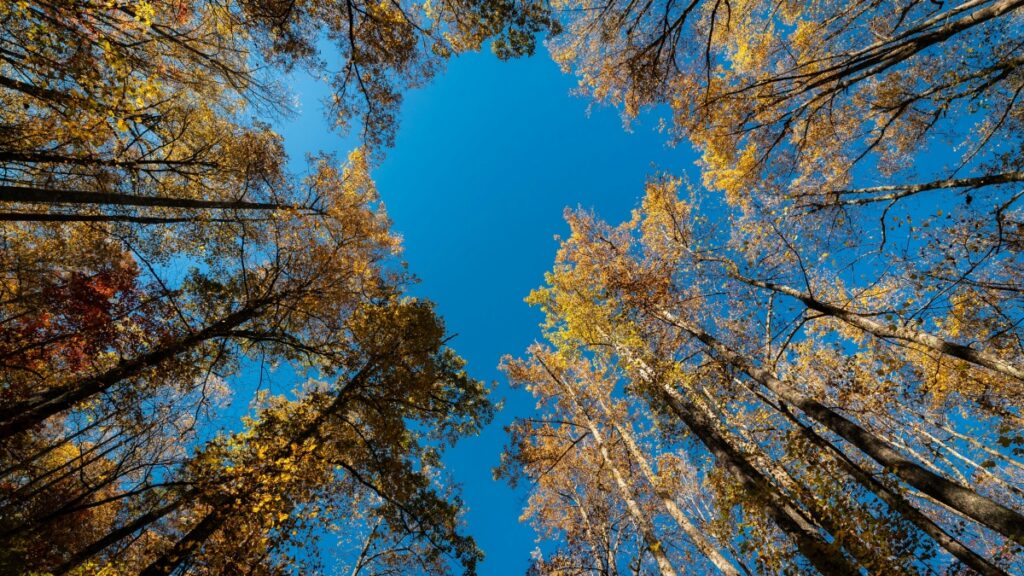 How Burkina Faso TikTok bloggers can collaborate with Switzerland advertisers in 2025