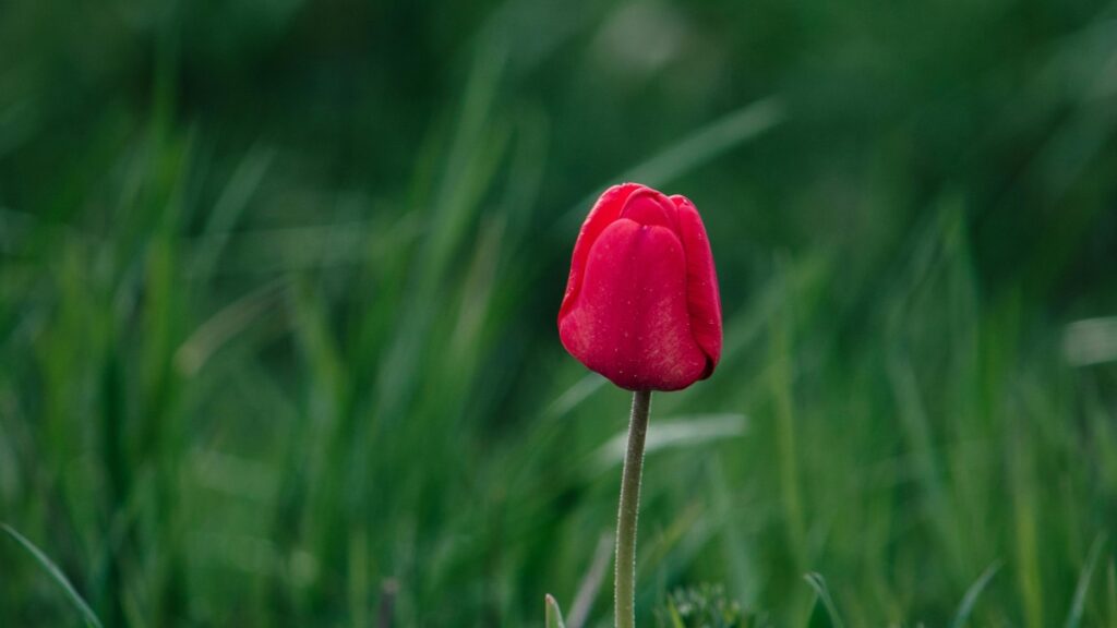 Burkina Faso LinkedIn bloggers can collaborate with Egypt advertisers in 2025