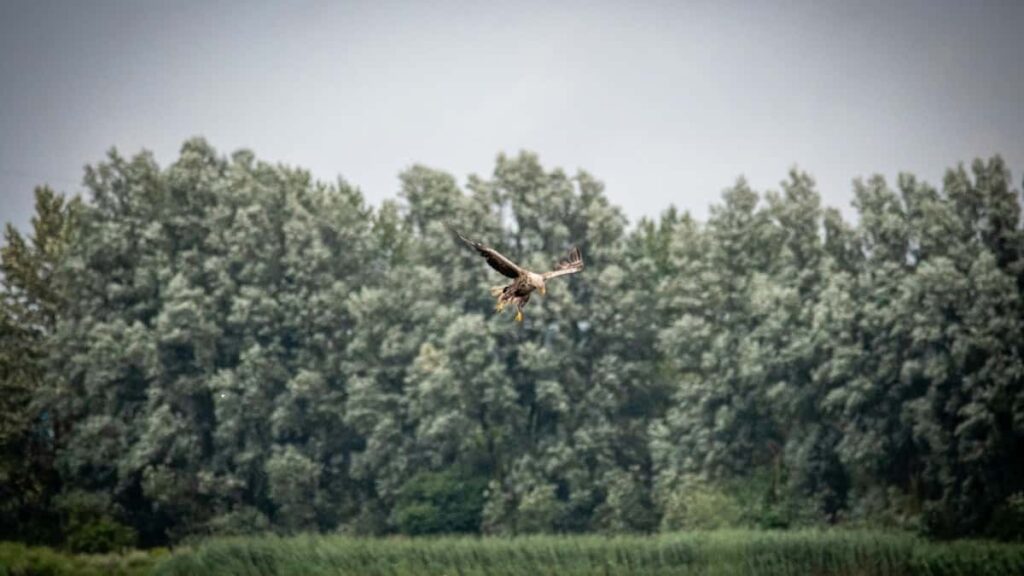 How Burkina Faso Twitter Bloggers Can Collaborate With India Advertisers in 2025