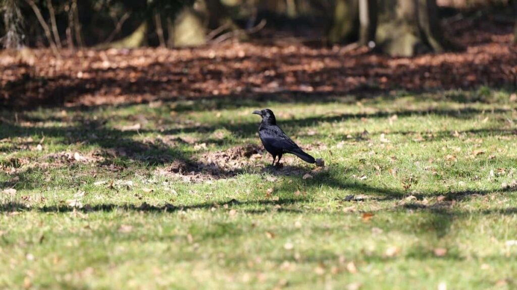 2025 Malaysia Twitter AllCategory Advertising Rate Card for Burkina Faso