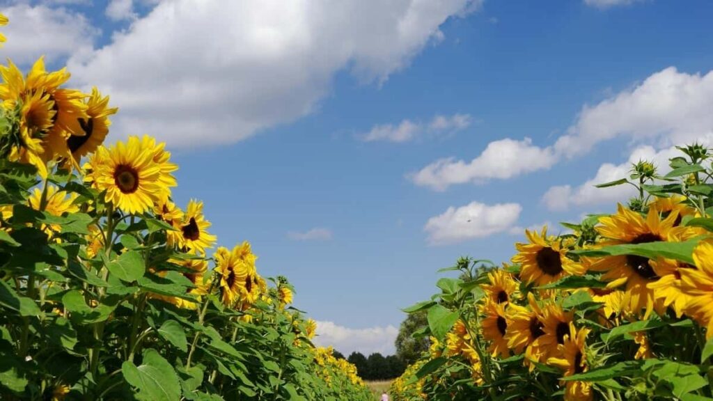 2025 United Arab Emirates Snapchat AllCategory Advertising Rate Card Burkina Faso