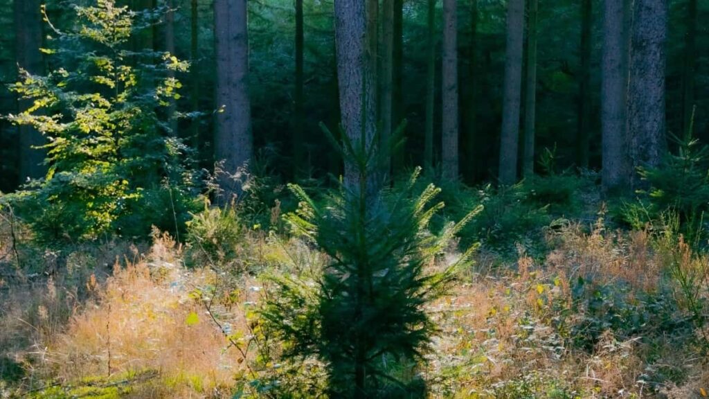 2025 United States YouTube AllCategory Advertising Rate Card Burkina Faso