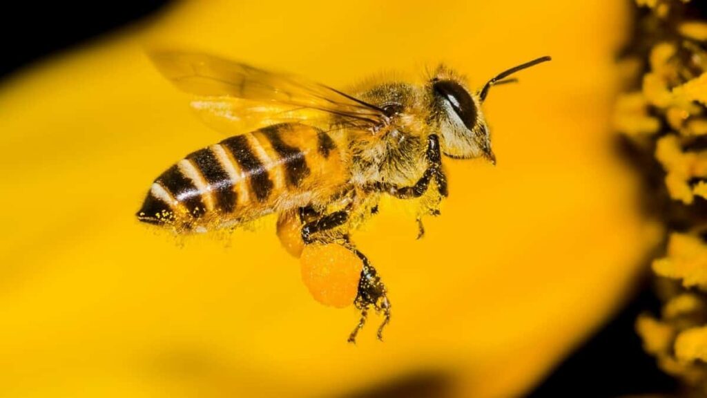 2025 Canada TikTok AllCategory Advertising Rate Card for Burkina Faso