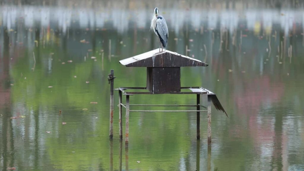 2025 Japan YouTube AllCategory Advertising Rate Card Burkina Faso