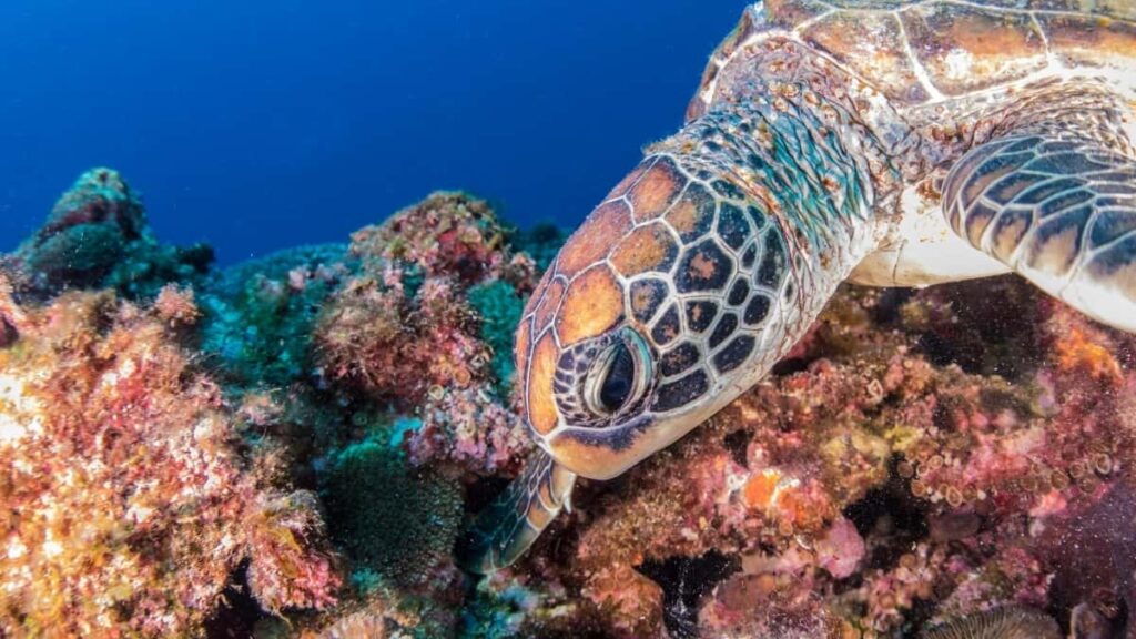 2025 Niger Telegram AllCategory Advertising Rate Card for Burkina Faso