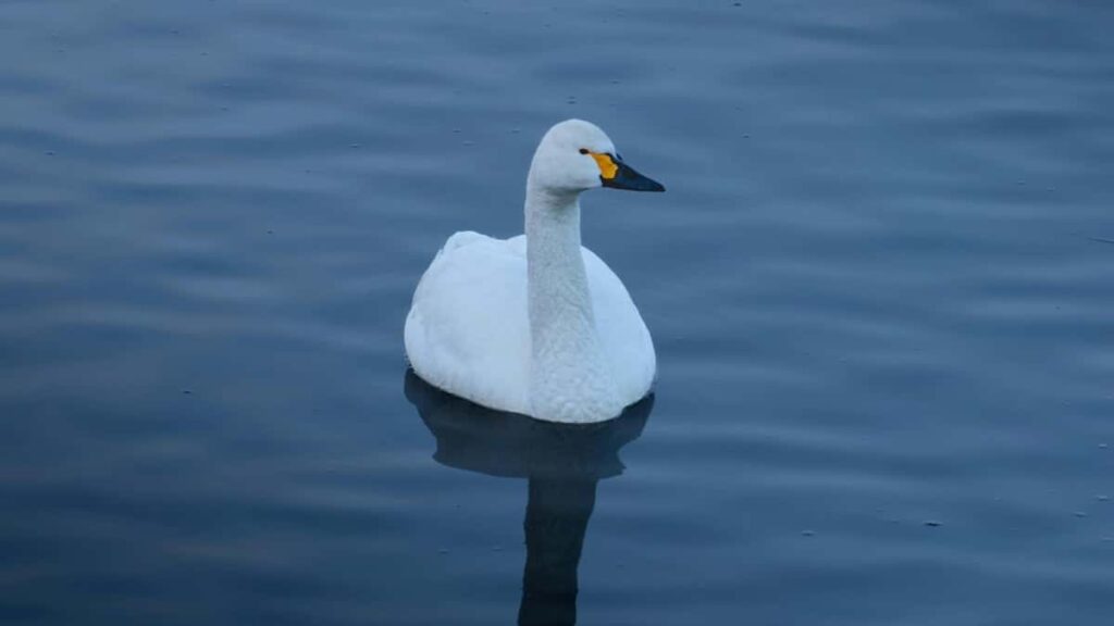 2025 Japan Pinterest Advertising Rate Card ka Burkina Faso ta yinga