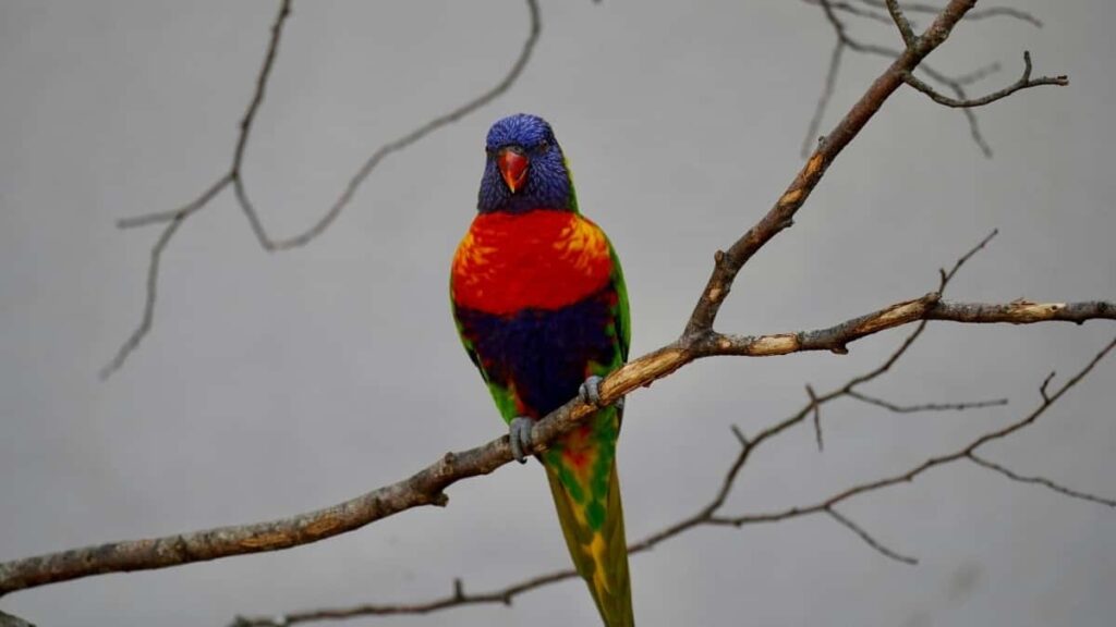 2025 China Facebook Advertising Rate Card fo Burkina Faso