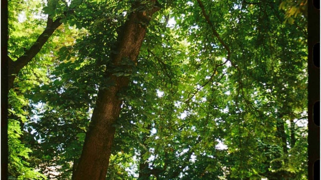 2025 Belgium Telegram Yelgu Yelgu Wende Neere Wogdo Kaar