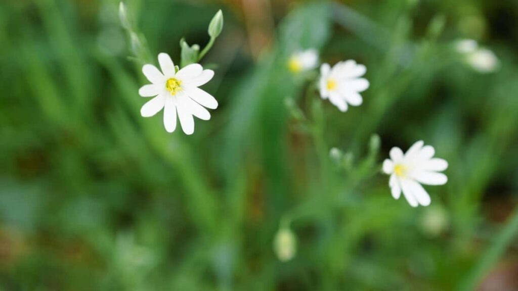 Russia LinkedIn 2025 Taaba Tiiga Tiiga Burkina Faso