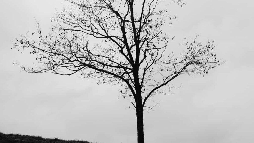 2025 South Korea Telegram Yelga Yamb Koomda Yelga Kaafi