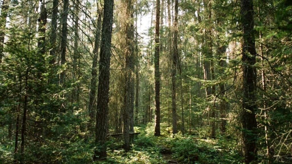 Burkina Faso Tikk Bloggers ni USA Advertisers ka Tondka 2025