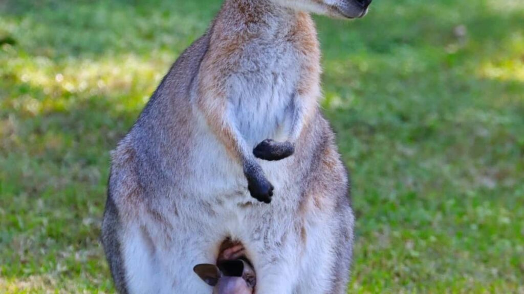 2025 Saudi Arabia Instagram Yelga Wiyé Zini Koko Zaanga