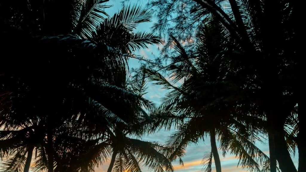 2025 Turkey Instagram Yumbe Dabndoba Pousgui Kiba Kida