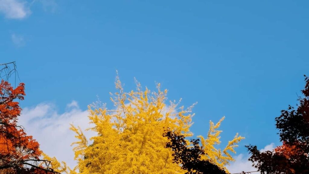 2025 Italy YouTube AllCategory Advertising Rate Card Burkina Faso