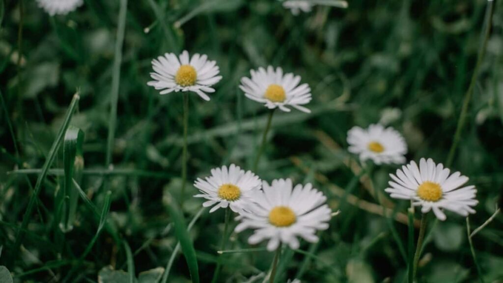 2025 China WhatsApp Yelwende Zaka Yamba Ninga Fanga