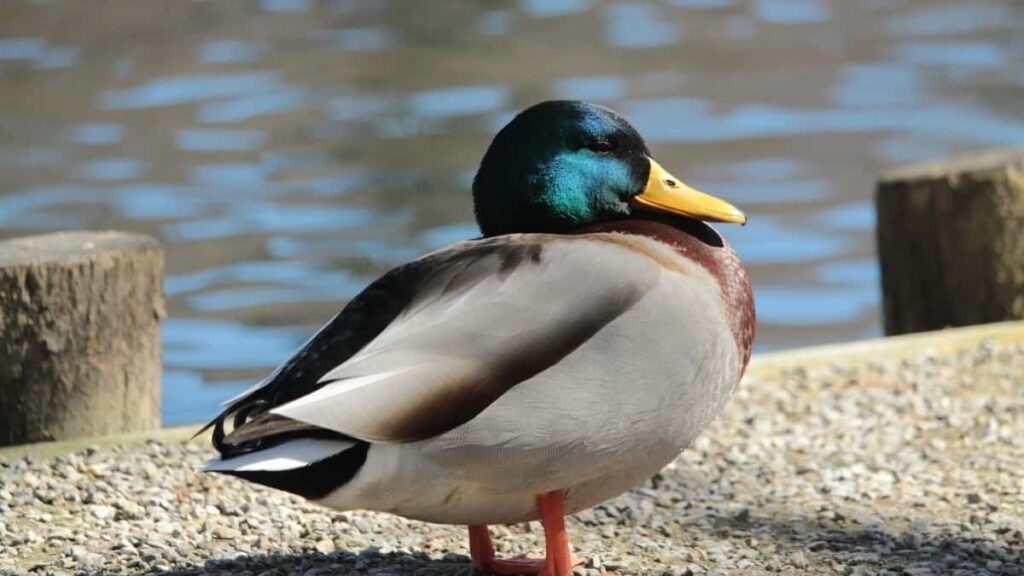 2025 Switzerland Pinterest AllCategory Advertising Rate Card Burkina Faso