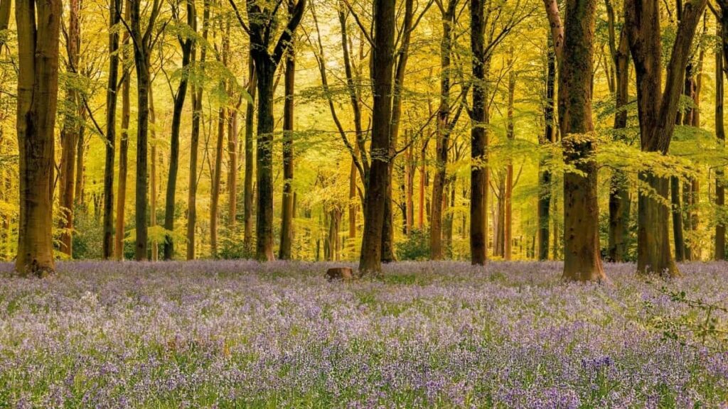 2025 Germany Twitter Saaba Wende Laafi Nɛnde Wɛrɛgo