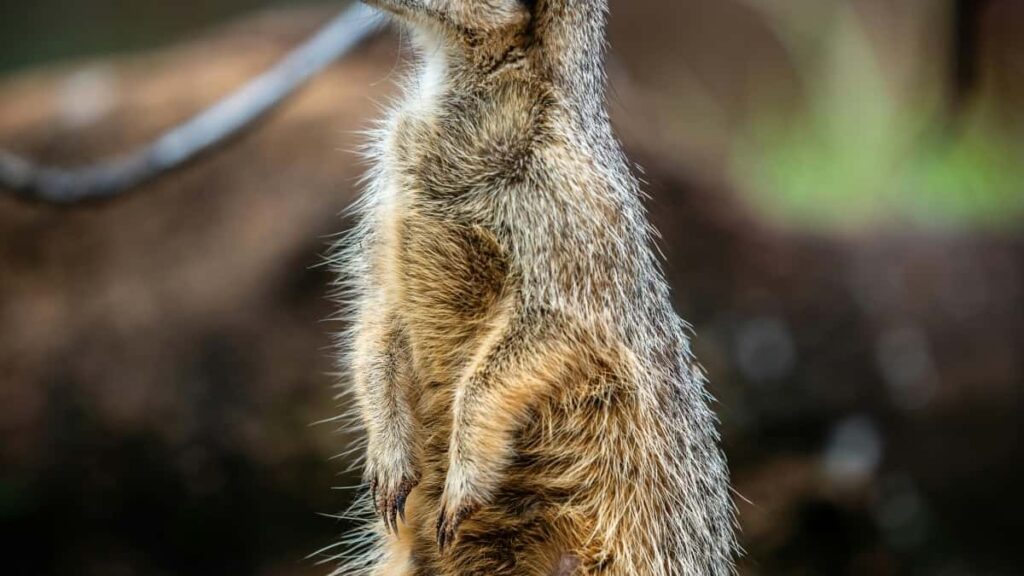 2025 Togo WhatsApp foogo Kena Yel Koom Naa Dore