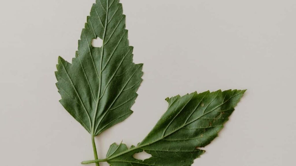 2025 United Arab Emirates Instagram Advertising Rate Card Burkina Faso