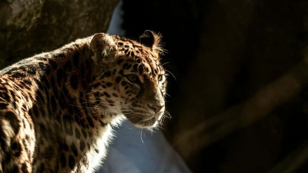 2025 India YouTube Fɔɔrɛba Tɛɛgɔ Yelwende Wɛndɛsa