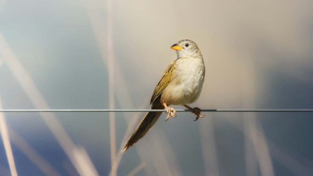 2025 Mali TikTok Yidga Koomtoog Naba Yelgu Yelgu