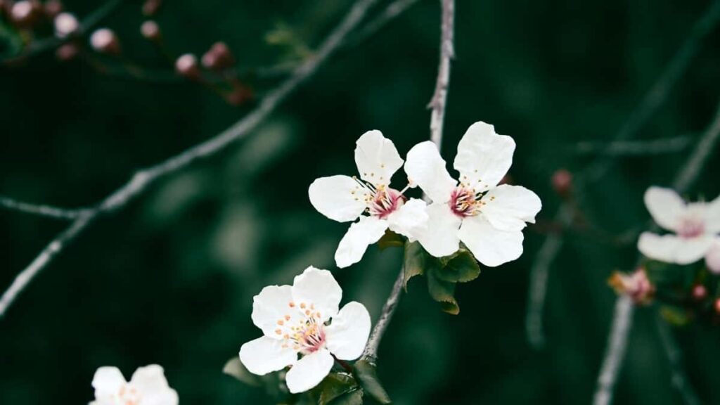 2025 Yiri United Kingdom LinkedIn Wenda Baara Foogo