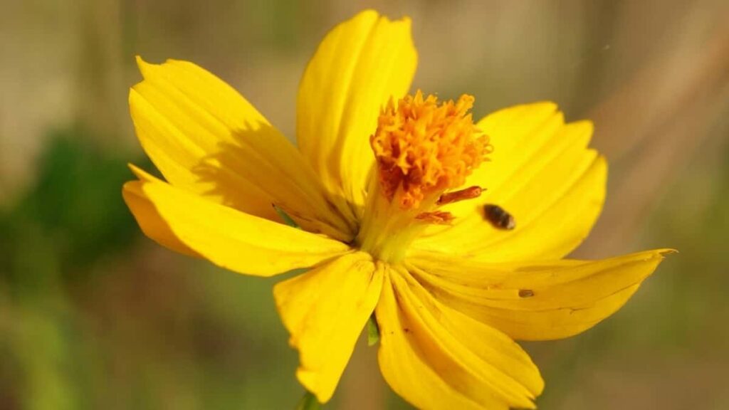 2025 Switzerland Twitter Advertising Rate Card Burkina Faso View