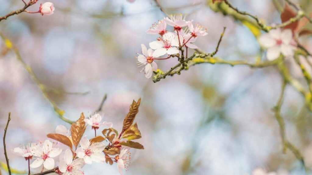 2025 Portugal Instagram Bansego Dond Naanga Yelga Koom