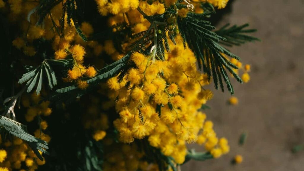 2025 Malaysia YouTube Kɔntabiliti ka YouTube Burkina Faso ti sugu