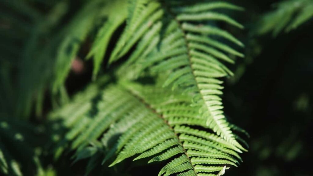 2025 Germany Telegram Ka Tiiga Woogo Koom Yaaba Zaama