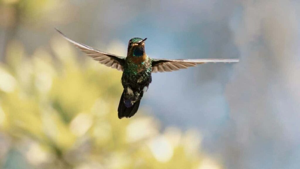 Snapchat Burkina Faso 2025 Japan Snapchat Advertising Rate Card