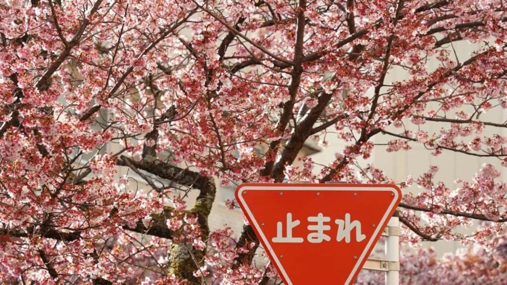 2025 China LinkedIn saaba yaar wende laafi Burkina Faso