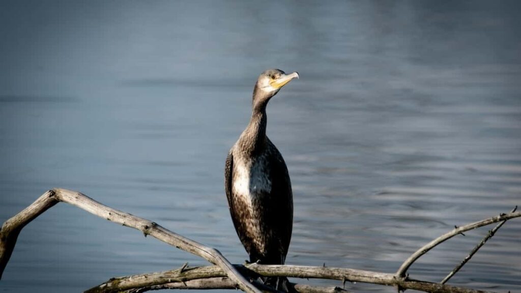 2025 Saudi Arabia Pinterest Advertising Rate Card for Burkina Faso