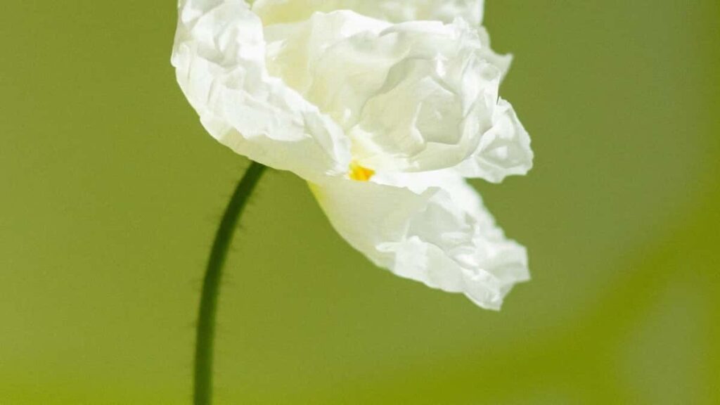 Fo Burkina Faso ka creator ye Bilibili ani Laos bɛɛ ka video sɔrɔya, ka ɲɛɛnɛ ka fɔlɔ.