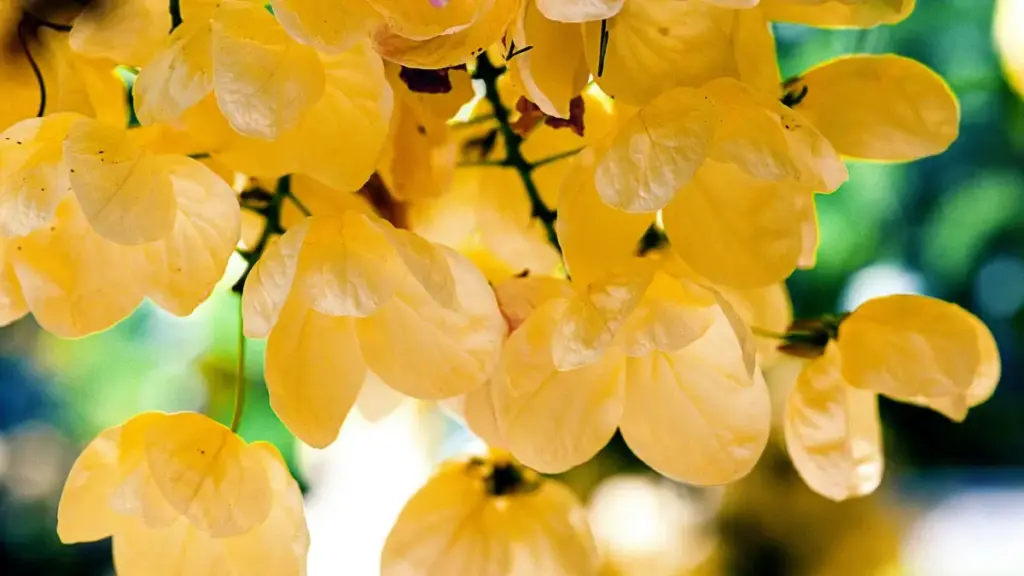 Kɔrɔkɔrɔ ye Douyin ka Algeria la, creator bɛɛ ye taaba fɔlɔ, i sigi kɛ y'a fɛ.