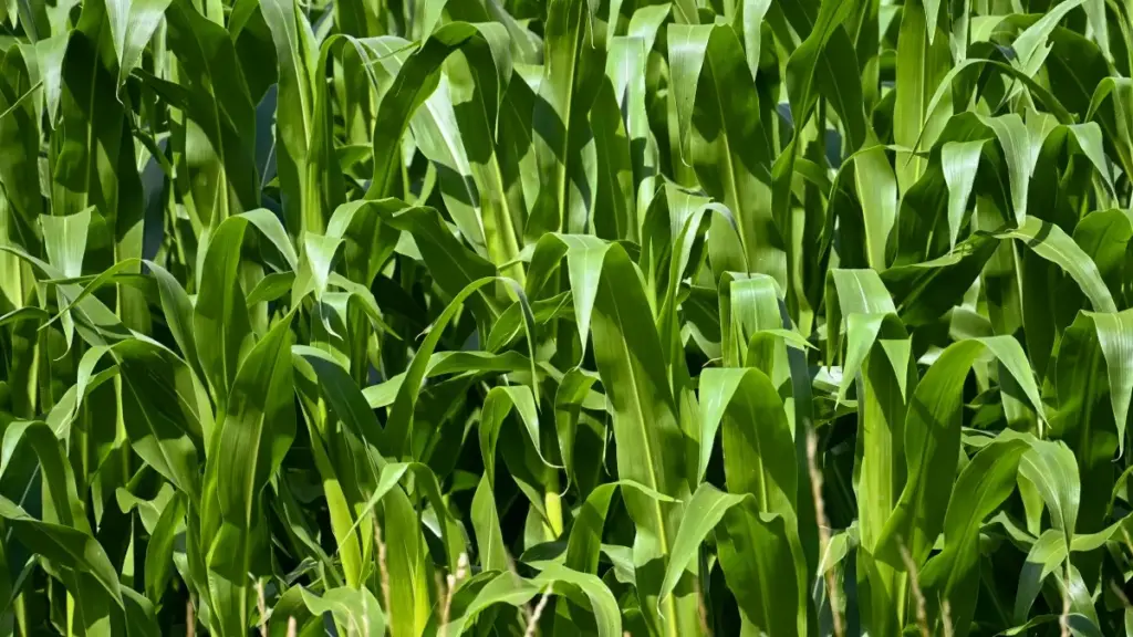 Sɔrɔnka Etsy la Paraguay, ka brand yeere ni yida laafi buuri ka taaba wɔrɔ.