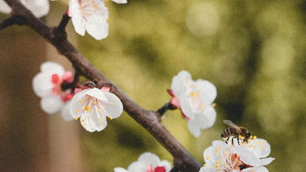 Netflix ka Thailand beere, Yé Creator taala yé biiri neere