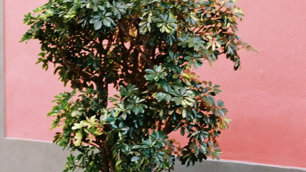 Guide pratique pour créateurs burkinabè visant les marques suédoises sur Apple Music et capter les tendances musicales mondiales.