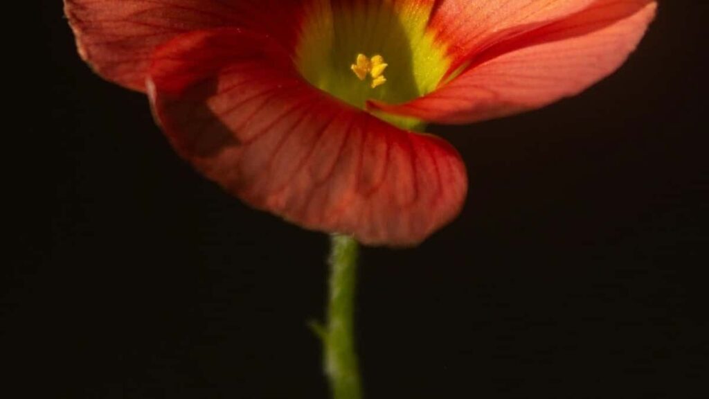 Vkontakte ba creator be Sri Lanka la, fo dɔɔni referral bonus ka kɛra? Kɔrɔba fɛ ka taa yera ka fɔlɔ.