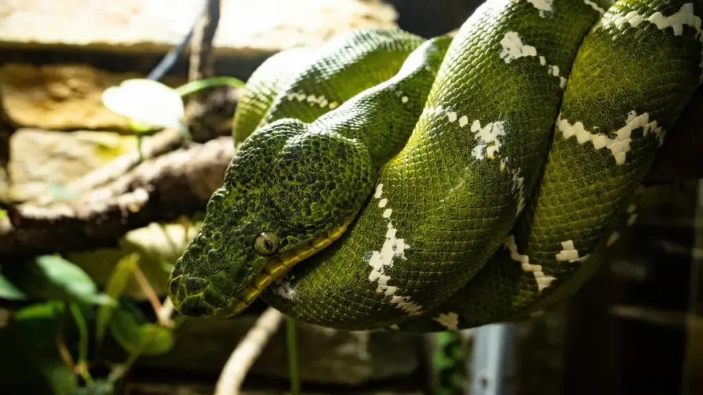 Gùma: Sèèni ka sɛng yé ShareChat creators ti India ka b ɛɛsa landing page wɛrɛ. Tips pratik pou annonceurs Burkina Faso.