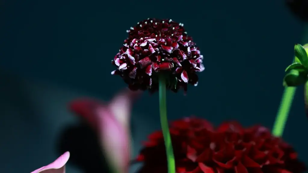 Foɣ naaba la Thailand Disney Plus yelma laafitaaba ka kampane kama ka Burkina Faso.