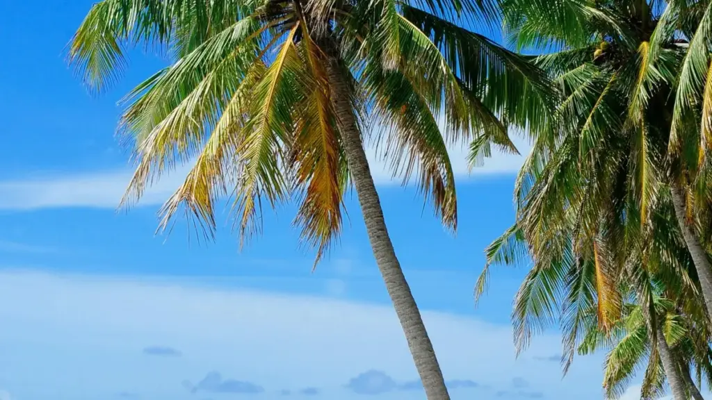 Dɛŋg yaa: Sirgma yamb laafi — waame laafi ka Bilibili ka tilga Kenya fitness brands, ka saaba zaama ni boori g naab yelga.