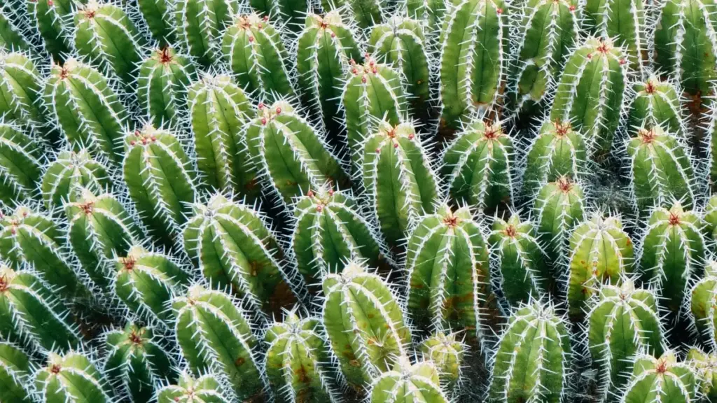 N zaangla yâa: noogo laafi ka Pinterest ka reachmarque Sud-Africa, ka foula vidéo wardrobe haul. Conseil pratiques pou créateurs Burkina.