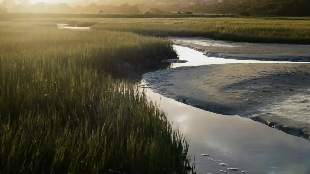 "N yeega saŋa: Ka báasa Saudi brands ka Moj, zaaga giveaways ka taaba — toti yɔr."