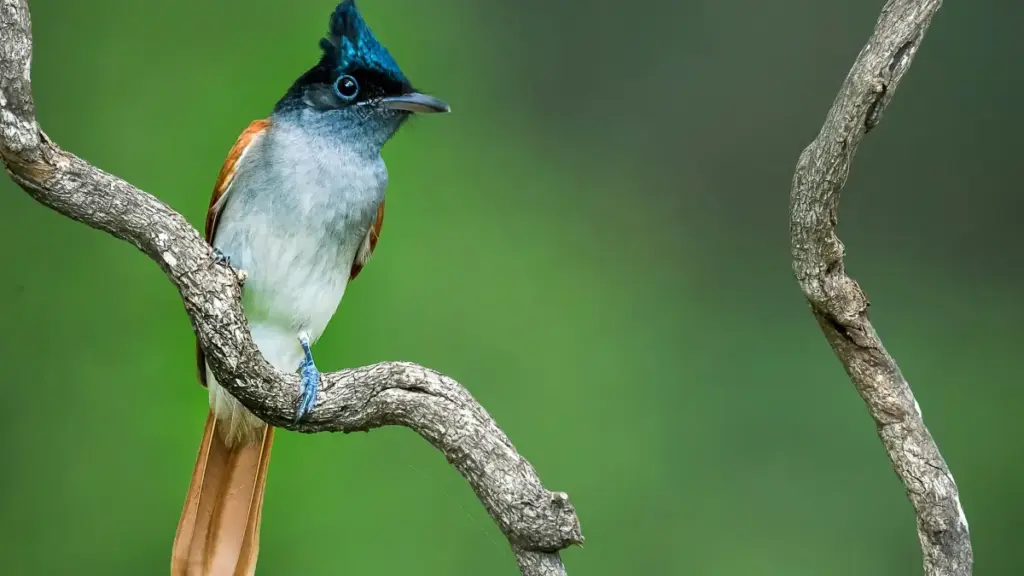 "Guide pratique pour annonceurs au Burkina Faso: comment repérer et signer des créateurs Threads en Belgique pour des partenariats long terme avec des mid-tiers."