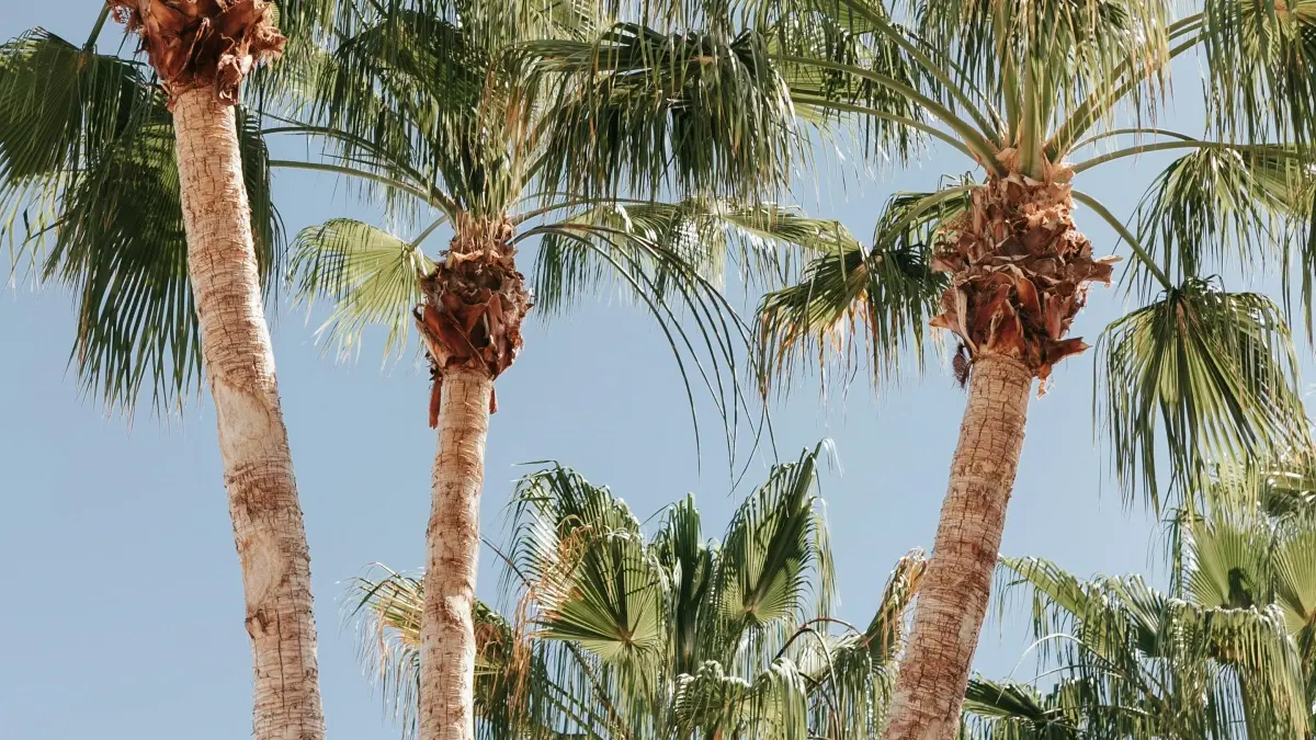 Créateurs burkinabè : comment toucher les marques islandaises sur OnlyFans pour tester les plateformes d’apprentissage ?
