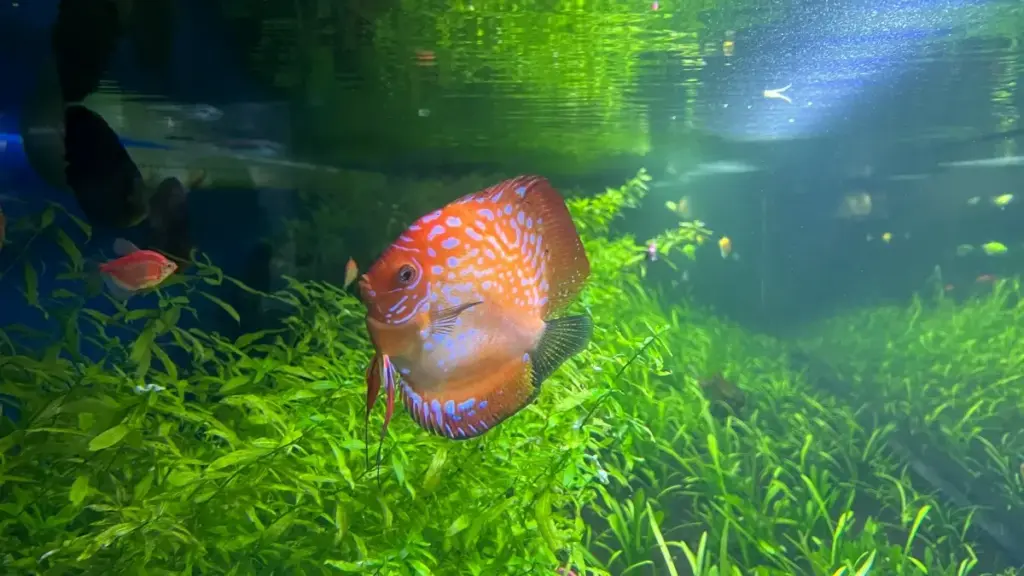 Guide pratique pour créateurs burkinabè voulant décrocher des sponsors serbes sur Chingari.