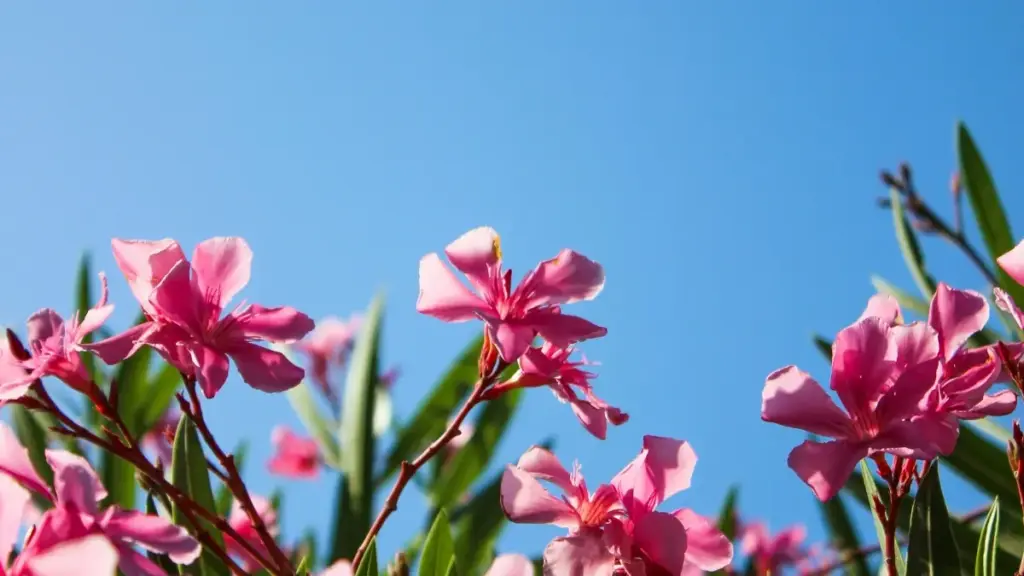 Guide pratique pour annonceurs au Burkina Faso: comment repérer et engager créateurs ShareChat liés au Chili pour promouvoir lignes de soins de la peau.