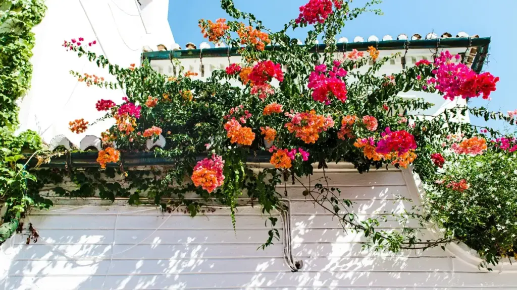 Fɔ an bɛ kɛrɛ kɔrɔ Ukraine Amazon creators ye micro-influencers bɛɛ la, firin na fɛ ka fɔ.