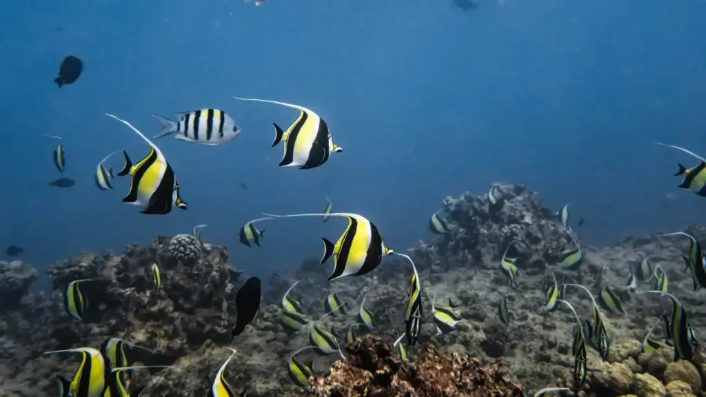 Yiri Singapore Spotify creators bé n tond yé mobile app install-kan, ka suma ka fɔ̀ yé, ka kɛ bɔgɔ fɔ.